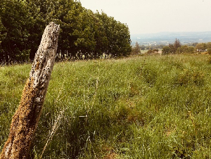 Patrickstown Standing Stone